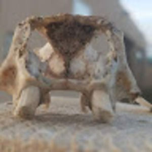 Meet your Posher, Roan